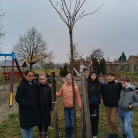 Egy szép fával gazdagodott iskolánk udvara Egy szép fával gazdagodott iskolánk udvara