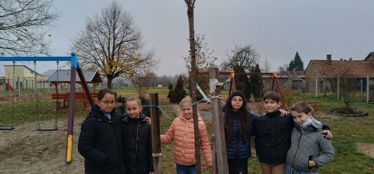 Egy szép fával gazdagodott iskolánk udvara